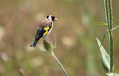  Goldfinch: Carduelis carduelis